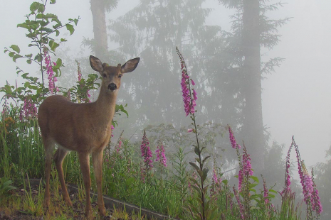 deer in fog with flowers