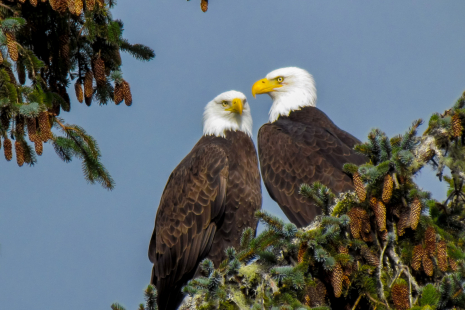 Loving couple of Bald Eagles